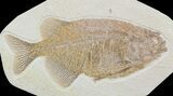 Phareodus Fossil Fish - Uncommon Species #58767-1
